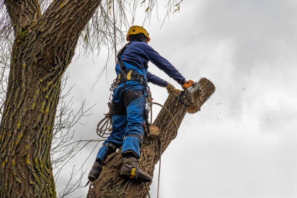 Best Stump Grinding and Removal  in Huntingdon, PA