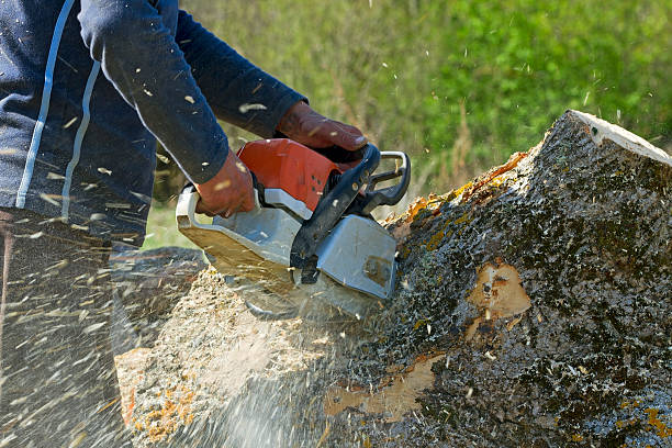 Best Tree Removal  in Huntingdon, PA